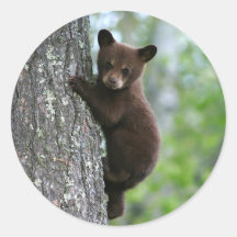 Brown Bear Cubの木の写真