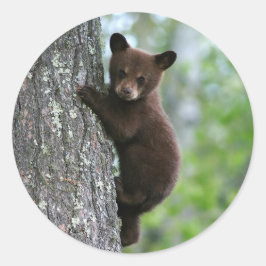 Brown Bear Cubの木の写真 ラウンドシール