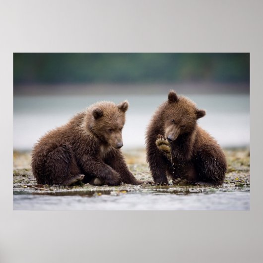 Brown Bear Cubs by the Stream ポスター (正面)