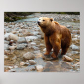 Brown Bear in Stream ポスター (正面)