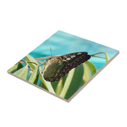 Brown Butterfly Closed Wings タイル (側面)