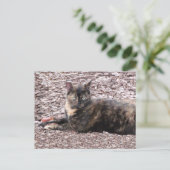 Brown Catフォトポストカード ポストカード (スタンド正面)