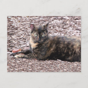 Brown Catフォトポストカード ポストカード