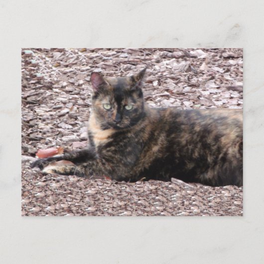 Brown Catフォトポストカード ポストカード (正面)