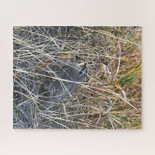 Brown Chukar Partridge almost hidden ジグソーパズル (横)