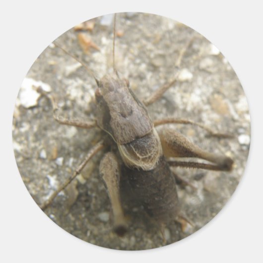 Brown Field Cricketスタンプ ラウンドシール (正面)