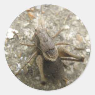 Brown Field Cricketスタンプ ラウンドシール