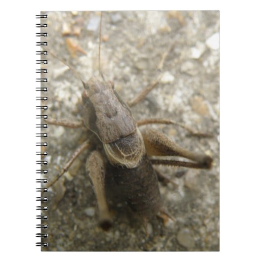 Brown Field Cricketノートブック ノートブック (正面)