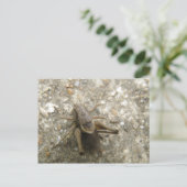 Brown Field Cricketポストカード ポストカード (スタンド正面)