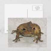 Brown Frogフォトポストカード ポストカード (正面/裏面)