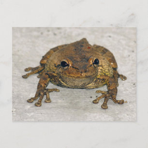 Brown Frogフォトポストカード ポストカード