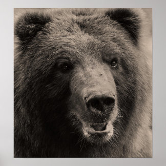 Brown Grizzly Bear Wildlife写真 ポスター