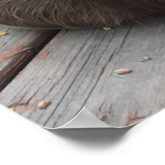 Brown Guinea Pigポスター ポスター (角)