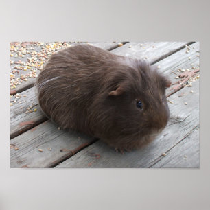 Brown Guinea Pigポスター ポスター