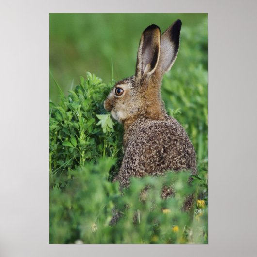 Brown Hare, Lepus europaeus, young eating, ポスター (正面)