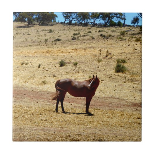 Brown_Horse_Country,_ タイル (正面)