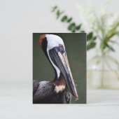 Brown Pelicanプロフィール ポストカード (スタンド正面)
