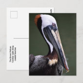Brown Pelicanプロフィール ポストカード (正面/裏面)