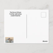 Brown Pelicanプロフィール ポストカード (裏面)