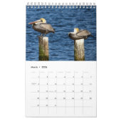 Brown Pelican 2025カレンダー カレンダー (3月 2026)