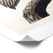 Brown Pelican by Audubonポスター ポスター (角)