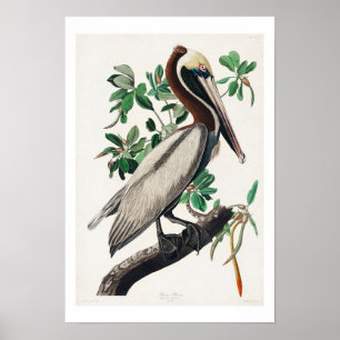Brown Pelican by Audubonポスター ポスター