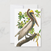 Brown Pelican by John James Audubon サンキューカード (正面)