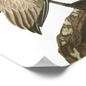 Brown Pelican by John James Audubon ポスター (角)