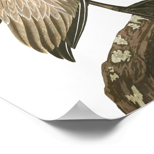 Brown Pelican by John James Audubon ポスター (角)