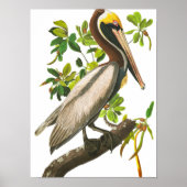Brown Pelican by John James Audubon ポスター (正面)