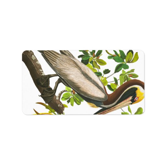 Brown Pelican by John James Audubon ラベル (正面)
