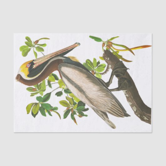 Brown Pelican by John James Audubon 薄葉紙 (正面)