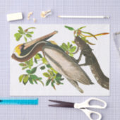 Brown Pelican by John James Audubon 薄葉紙 (クラフト)
