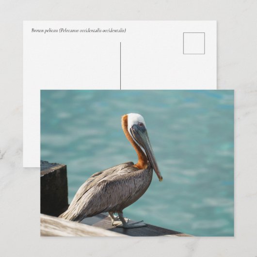 Brown Pelican Martinique Caribbean Wildlife ポストカード (正面/裏面)