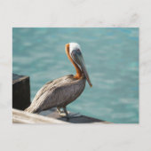 Brown Pelican Martinique Caribbean Wildlife ポストカード (正面)