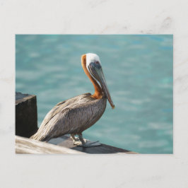 Brown Pelican Martinique Caribbean Wildlife ポストカード