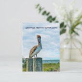 Brown Pelican Outer Banks NC Postcard ポストカード (スタンド正面)