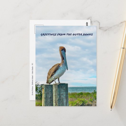 Brown Pelican Outer Banks NC Postcard ポストカード (正面/裏面インサイチュ)