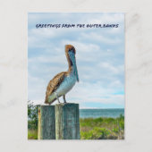 Brown Pelican Outer Banks NC Postcard ポストカード (正面)
