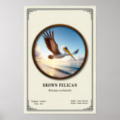 Brown Pelican Zoology Series Poster ポスター (正面)