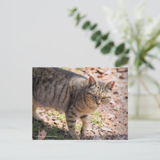 Brown tabby cat:Postcard ポストカード (スタンド正面)