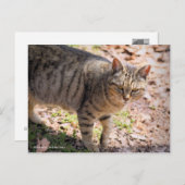 Brown tabby cat：Postcard ポストカード (正面/裏面)