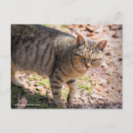 Brown tabby cat:Postcard ポストカード