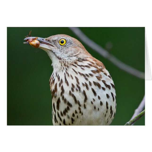 Brown Thrasher w/Catch Of The Day Gift Aparrel (正面横)