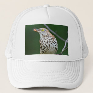Brown Thrasher w/Catch Of The Day Gift Aparrel キャップ