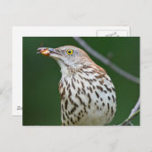 Brown Thrasher w/Catch Of The Day Gift Aparrel ポストカード (正面/裏面)