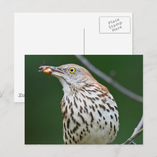 Brown Thrasher w/Catch Of The Day Gift Aparrel ポストカード (正面/裏面)