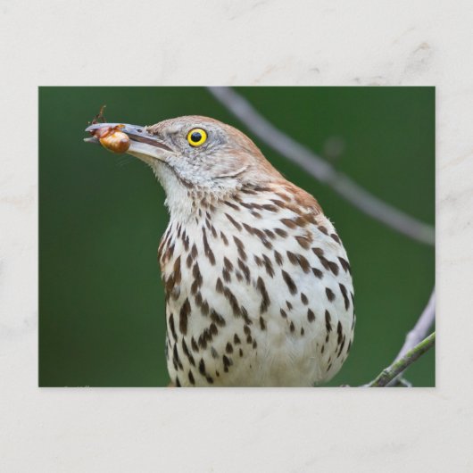 Brown Thrasher w/Catch Of The Day Gift Aparrel ポストカード (正面)