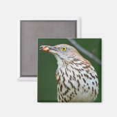 Brown Thrasher w/Catch Of The Day Gift Aparrel マグネット (正面/裏面)
