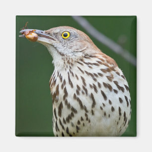 Brown Thrasher w/Catch Of The Day Gift Aparrel マグネット